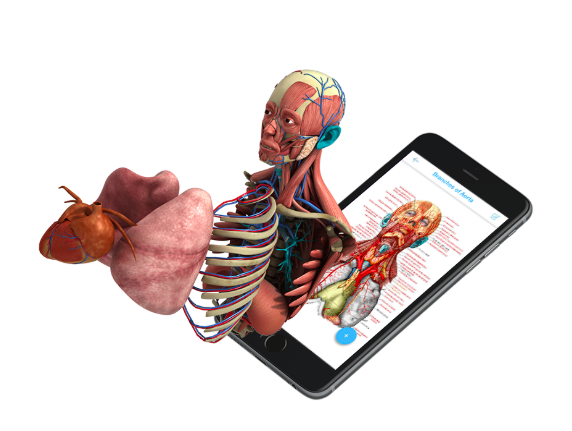 human anatomy app 